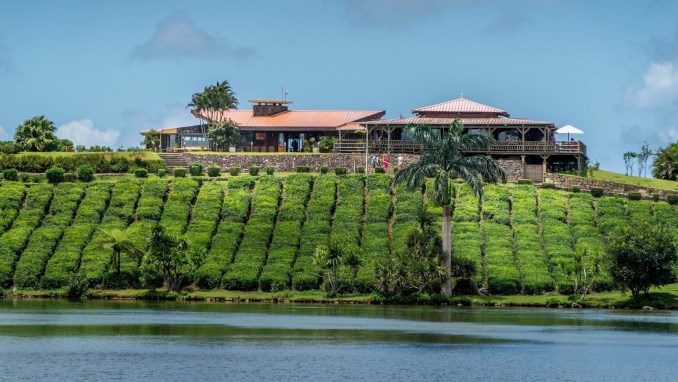 TASTE SUGAR, RUM AND TEA