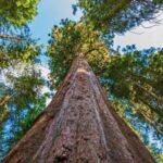 Kia se prepara para el lanzamiento del sorteo de vehículos dentro del juego “Kia Squares” »